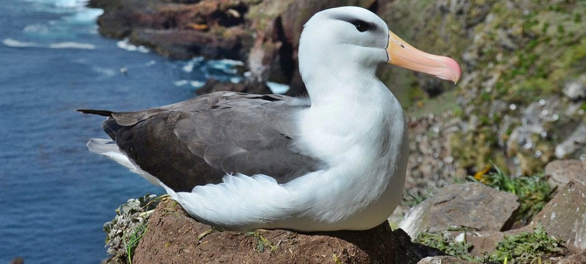 Интересные факты о птице альбатрос