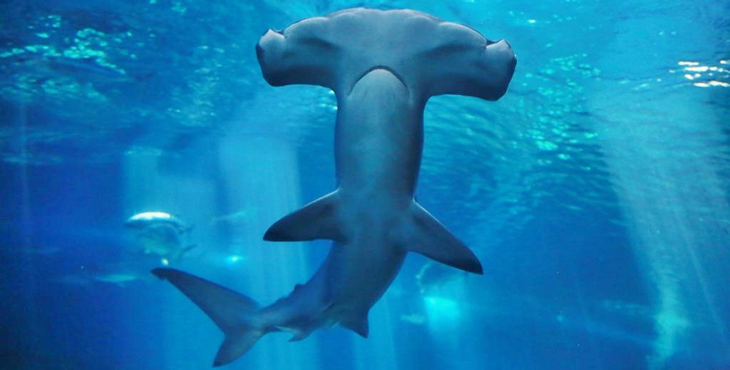 Интересные факты об акуле-молоте
